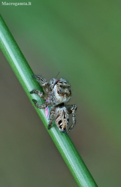 Bowed Jumper - Evarcha arcuata | Fotografijos autorius : Gintautas Steiblys | © Macronature.eu | Macro photography web site