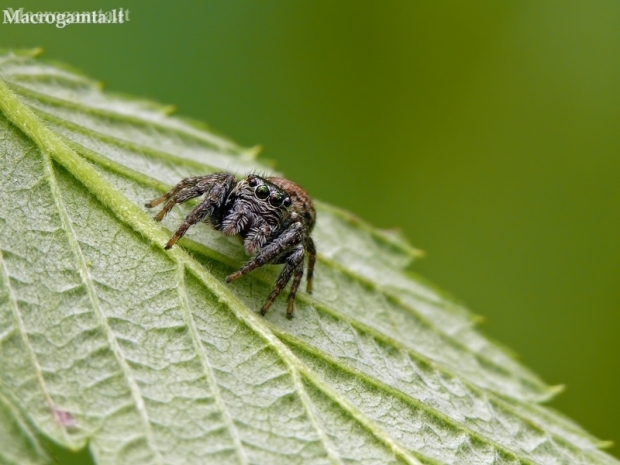 Bowed Jumper - Evarcha arcuata | Fotografijos autorius : Darius Baužys | © Macronature.eu | Macro photography web site