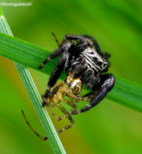 Bowed Jumper - Evarcha arcuata | Fotografijos autorius : Romas Ferenca | © Macronature.eu | Macro photography web site