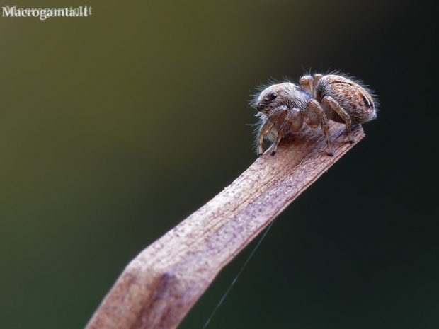 Bowed Jumper - Evarcha arcuata | Fotografijos autorius : Darius Baužys | © Macronature.eu | Macro photography web site