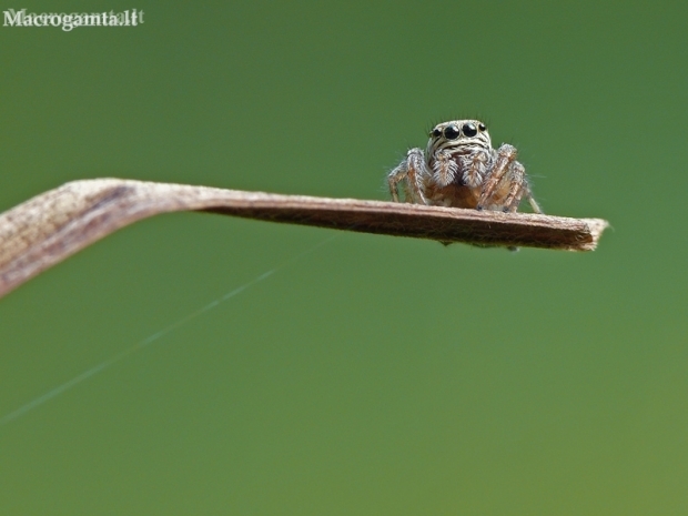 Bowed Jumper - Evarcha arcuata | Fotografijos autorius : Darius Baužys | © Macronature.eu | Macro photography web site