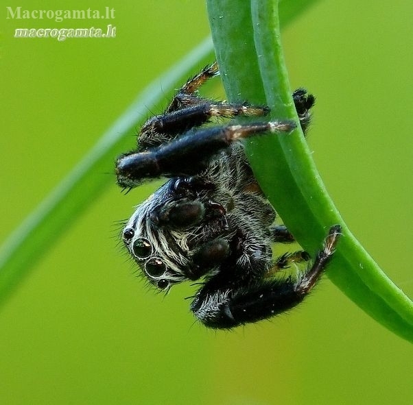 Bowed Jumper - Evarcha arcuata | Fotografijos autorius : Romas Ferenca | © Macronature.eu | Macro photography web site