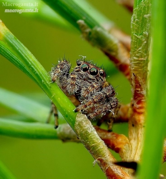 Vaivorykštinis musgaudis - Evarcha arcuata | Fotografijos autorius : Romas Ferenca | © Macronature.eu | Macro photography web site