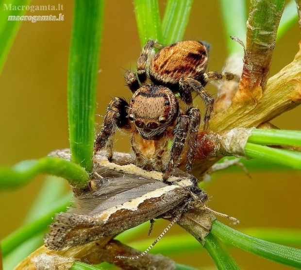 Bowed Jumper - Evarcha arcuata | Fotografijos autorius : Romas Ferenca | © Macronature.eu | Macro photography web site