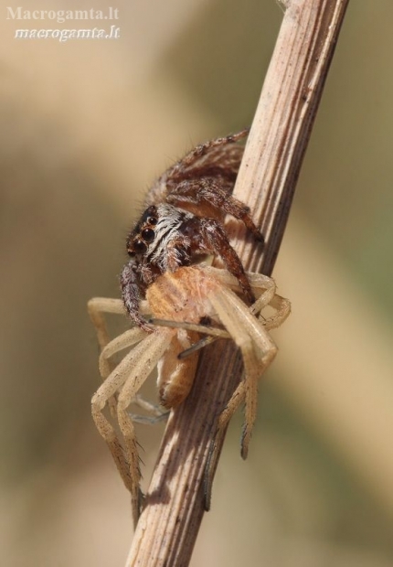 Bowed Jumper - Evarcha arcuata | Fotografijos autorius : Lukas Jonaitis | © Macronature.eu | Macro photography web site