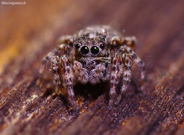 Bowed Jumper - Evarcha arcuata | Fotografijos autorius : Irenėjas Urbonavičius | © Macronature.eu | Macro photography web site