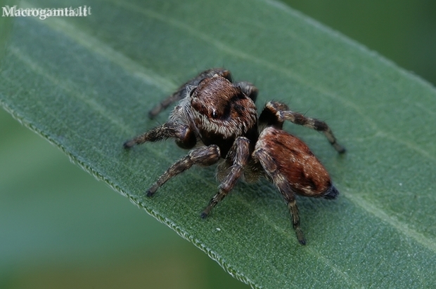 Bowed Jumper - Evarcha arcuata | Fotografijos autorius : Gintautas Steiblys | © Macronature.eu | Macro photography web site