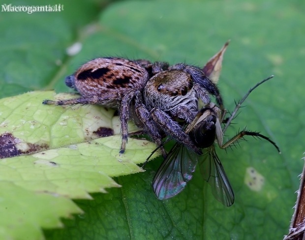 Bowed Jumper - Evarcha arcuata | Fotografijos autorius : Romas Ferenca | © Macronature.eu | Macro photography web site