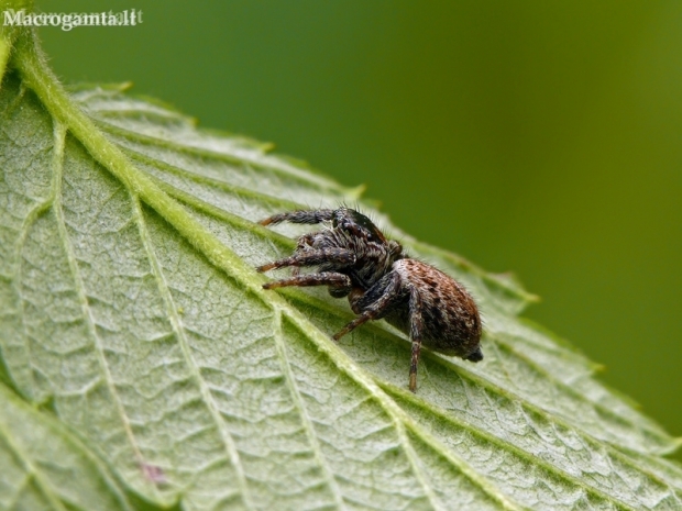 Bowed Jumper - Evarcha arcuata | Fotografijos autorius : Darius Baužys | © Macronature.eu | Macro photography web site