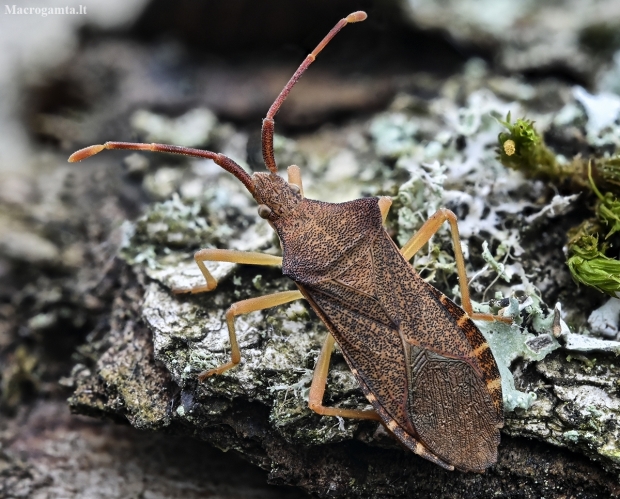 Kampuotblakė - Gonocerus acuteangulatus | Fotografijos autorius : Kazimieras Martinaitis | © Macronature.eu | Macro photography web site