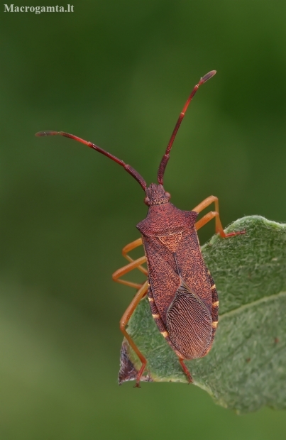 Box bug - Gonocerus acuteangulatus | Fotografijos autorius : Gintautas Steiblys | © Macronature.eu | Macro photography web site