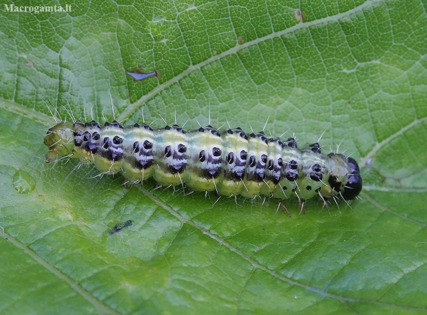 Box tree moth - Cydalima perspectalis, catterpilar | Fotografijos autorius : Vytautas Gluoksnis | © Macronature.eu | Macro photography web site