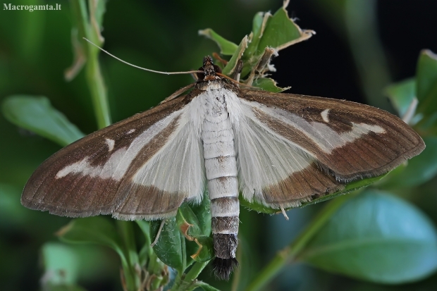 Box tree moth - Cydalima perspectalis | Fotografijos autorius : Gintautas Steiblys | © Macronature.eu | Macro photography web site