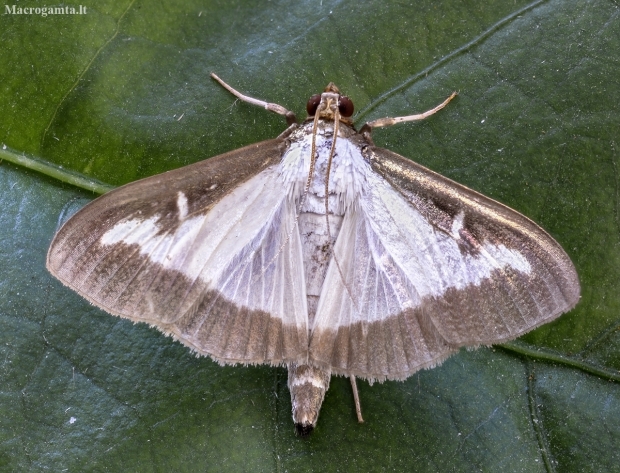 Box tree moth - Cydalima perspectalis | Fotografijos autorius : Kazimieras Martinaitis | © Macronature.eu | Macro photography web site