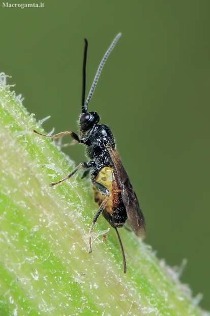 Braconid wasp - Bracon sp. | Fotografijos autorius : Gintautas Steiblys | © Macronature.eu | Macro photography web site