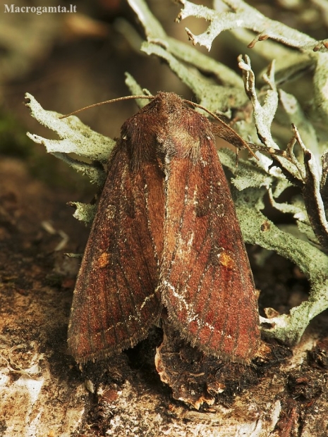 Daržinis pelėdgalvis - Lacanobia oleracea | Fotografijos autorius : Vidas Brazauskas | © Macronature.eu | Macro photography web site