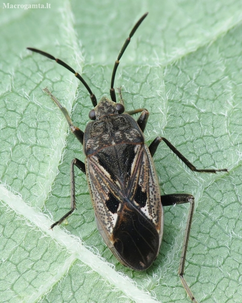 Bright-spotted groundbug - Rhyparochromus vulgaris | Fotografijos autorius : Vidas Brazauskas | © Macronature.eu | Macro photography web site