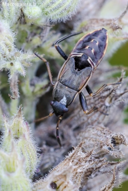Bright-spotted groundbug, nympha | Rhyparochromus vulgaris | Fotografijos autorius : Darius Baužys | © Macronature.eu | Macro photography web site