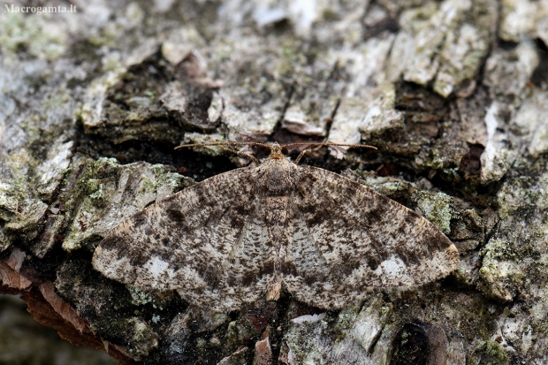 Brindled White-spot - Parectropis similaria | Fotografijos autorius : Arūnas Eismantas | © Macronature.eu | Macro photography web site