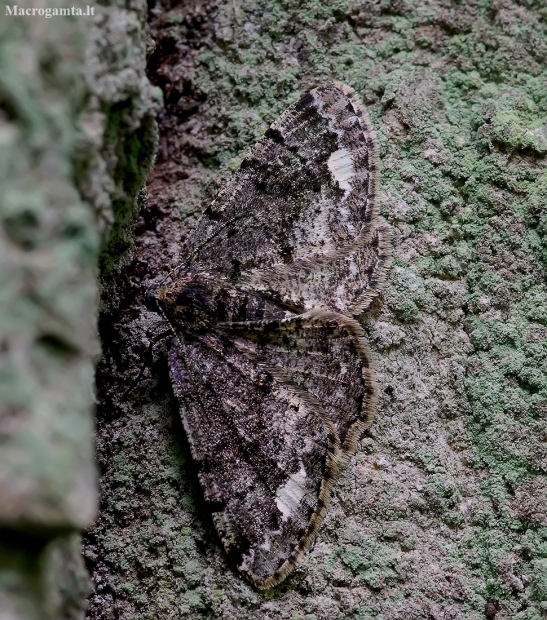 Brindled White-spot - Parectropis similaria | Fotografijos autorius : Romas Ferenca | © Macronature.eu | Macro photography web site