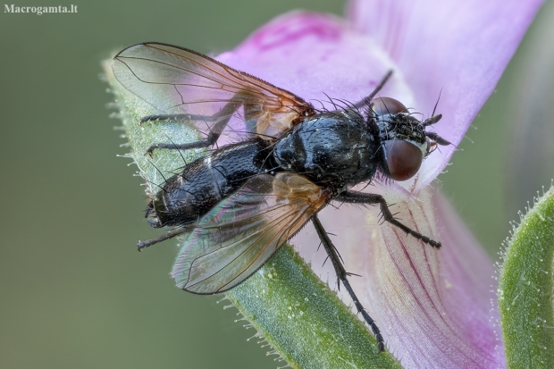 Bristle Fly - Labigastera pauciseta ♀ | Fotografijos autorius : Žilvinas Pūtys | © Macronature.eu | Macro photography web site