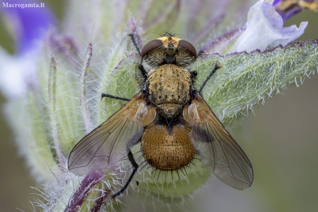 Bristle fly - Eliozeta helluo ♂ | Fotografijos autorius : Žilvinas Pūtys | © Macronature.eu | Macro photography web site