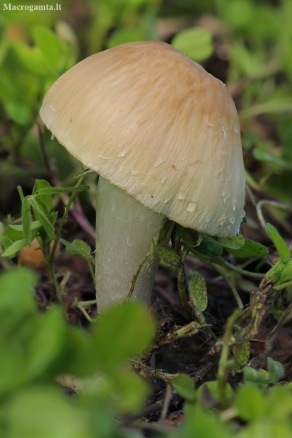 Brittlestem - Psathyrella sp. | Fotografijos autorius : Gintautas Steiblys | © Macronature.eu | Macro photography web site