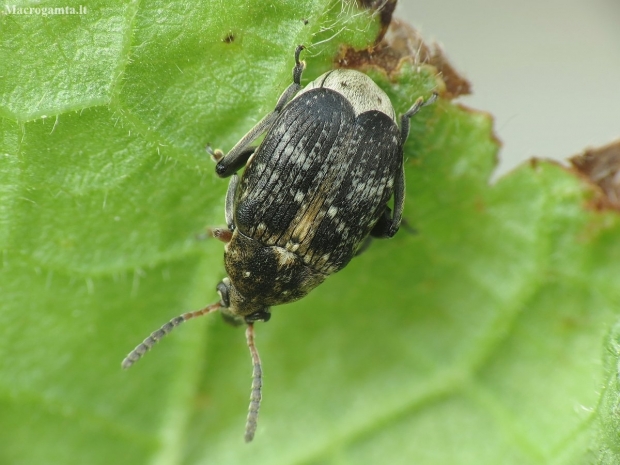 Broad bean weevil - Bruchus rufimanus | Fotografijos autorius : Vidas Brazauskas | © Macronature.eu | Macro photography web site