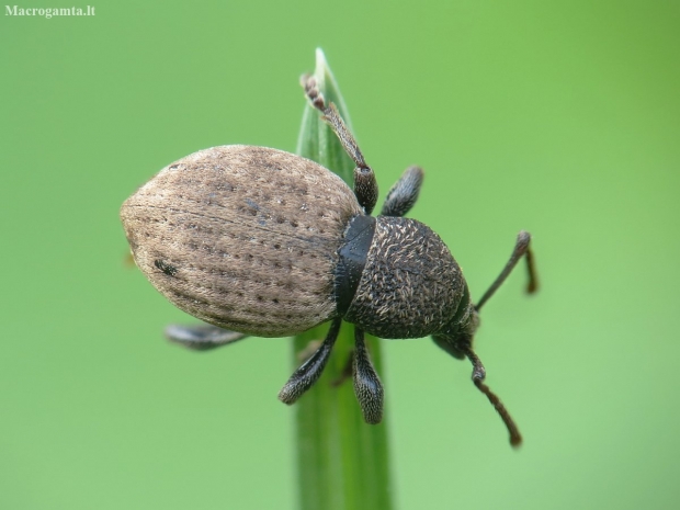 Broad-nosed weevil - Otiorhynchus raucus | Fotografijos autorius : Vidas Brazauskas | © Macronature.eu | Macro photography web site