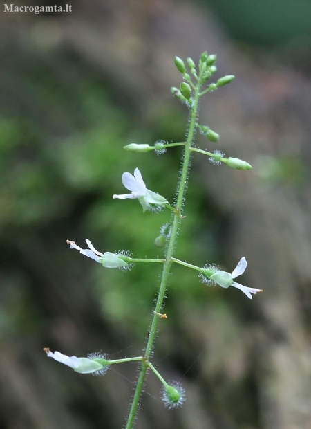 Broadleaf enchanter's nightshade - Circaea lutetiana | Fotografijos autorius : Vytautas Gluoksnis | © Macronature.eu | Macro photography web site