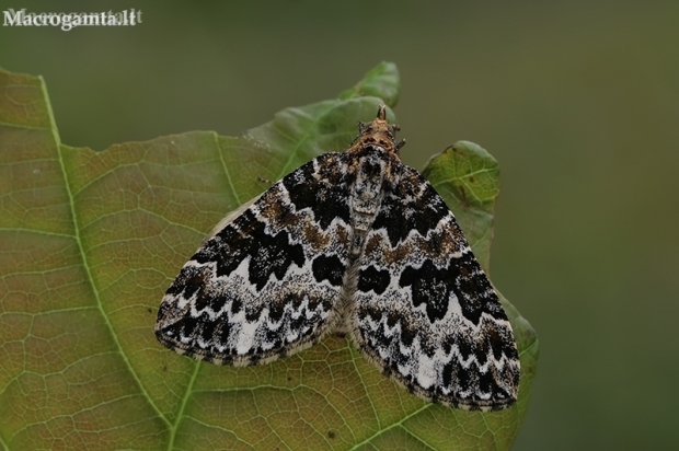 Broken-barred Carpet - Electrophaes corylata | Fotografijos autorius : Gintautas Steiblys | © Macronature.eu | Macro photography web site