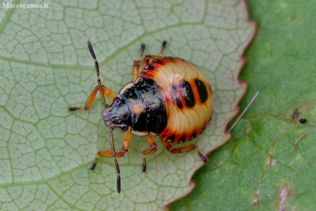 Bronze shieldbug - Troilus luridus, nymph | Fotografijos autorius : Romas Ferenca | © Macronature.eu | Macro photography web site
