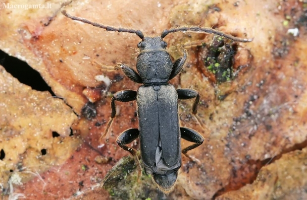 Pušinis luobatašis - Tetropium fuscum ♂ | Fotografijos autorius : Gintautas Steiblys | © Macronature.eu | Macro photography web site