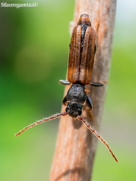 Brown Spruce Longhorn Beetle - Tetropium fuscum  | Fotografijos autorius : Oskaras Venckus | © Macronature.eu | Macro photography web site