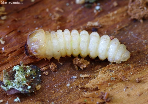 Brown Spruce Longhorn Beetle - Tetropium fuscum, larva | Fotografijos autorius : Romas Ferenca | © Macronature.eu | Macro photography web site