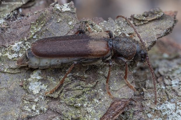 Brown Spruce Longhorn Beetle - Tetropium fuscum | Fotografijos autorius : Žilvinas Pūtys | © Macronature.eu | Macro photography web site