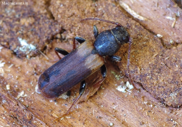 Brown Spruce Longhorn Beetle - Tetropium fuscum | Fotografijos autorius : Romas Ferenca | © Macronature.eu | Macro photography web site