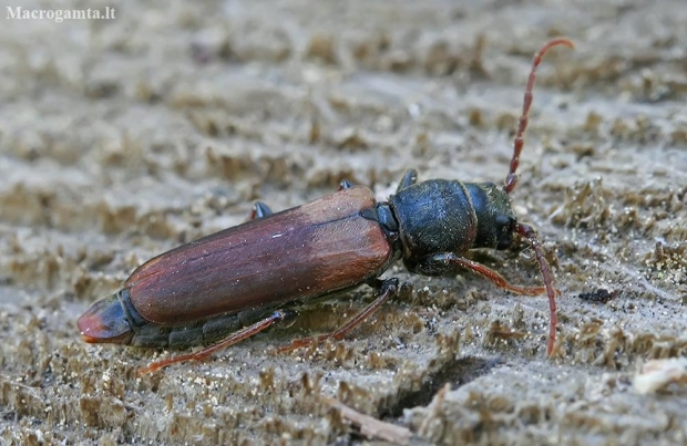 Brown Spruce Longhorn Beetle - Tetropium fuscum | Fotografijos autorius : Gintautas Steiblys | © Macronature.eu | Macro photography web site