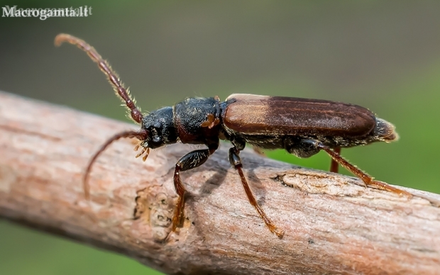 Brown Spruce Longhorn Beetle - Tetropium fuscum | Fotografijos autorius : Oskaras Venckus | © Macronature.eu | Macro photography web site