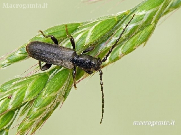 Brown Spruce Longhorn Beetle - Tetropium fuscum | Fotografijos autorius : Darius Baužys | © Macronature.eu | Macro photography web site