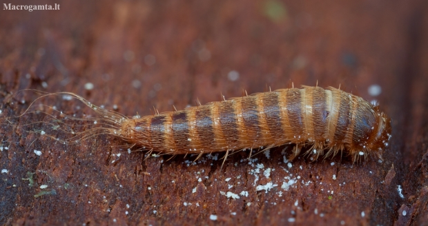 Brown carpet beetle - Attagenus smirnovi, larva | Fotografijos autorius : Žilvinas Pūtys | © Macronature.eu | Macro photography web site
