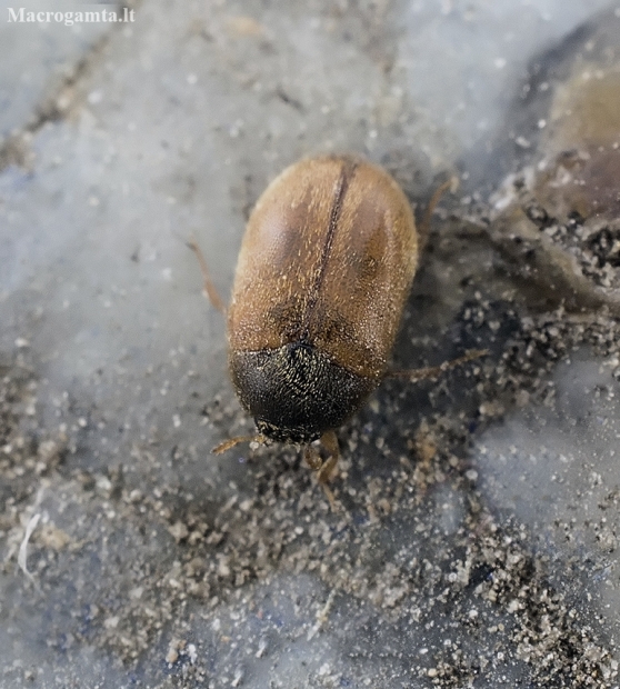 Brown carpet beetle - Attagenus smirnovi | Fotografijos autorius : Kazimieras Martinaitis | © Macronature.eu | Macro photography web site