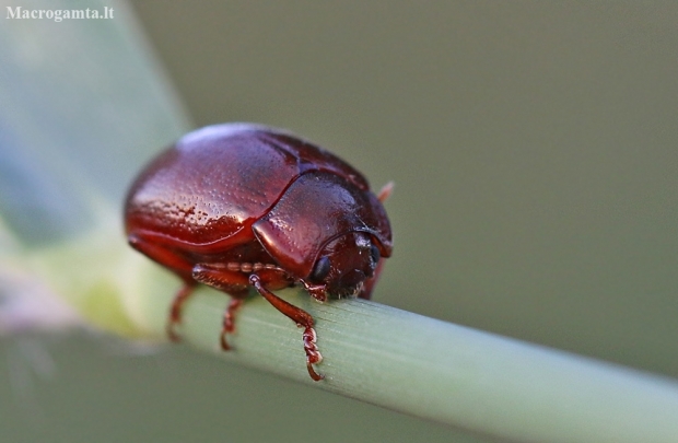 Brown leaf beetle - Chrysolina staphylaea | Fotografijos autorius : Agnė Našlėnienė | © Macronature.eu | Macro photography web site