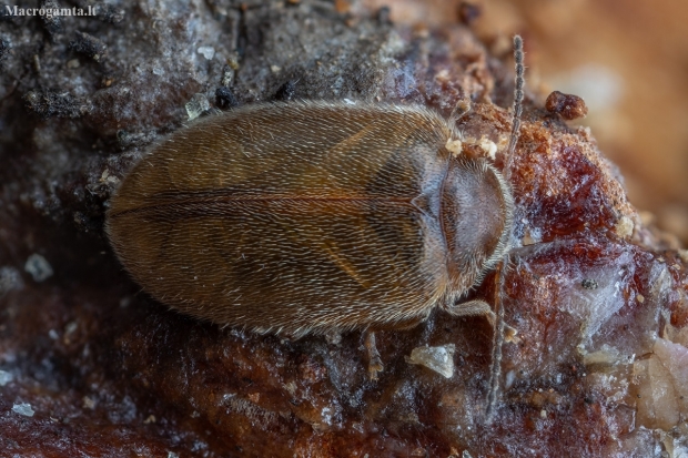 Brown marsh beetle - Cyphon variabilis | Fotografijos autorius : Žilvinas Pūtys | © Macronature.eu | Macro photography web site