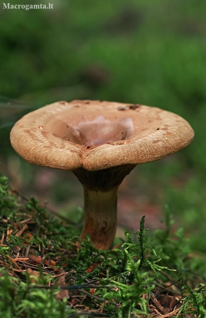 Brown rollrim - Paxillus involutus | Fotografijos autorius : Gintautas Steiblys | © Macronature.eu | Macro photography web site