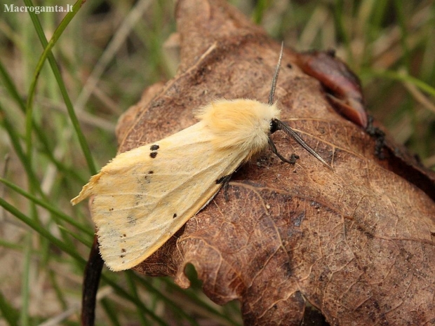 Buff Ermine - Spilosoma lutea | Fotografijos autorius : Vytautas Gluoksnis | © Macronature.eu | Macro photography web site