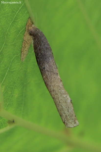 Buff birch case-bearer - Coleophora milvipennis, larval case | Fotografijos autorius : Gintautas Steiblys | © Macronature.eu | Macro photography web site