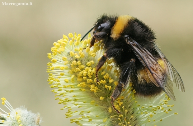 Buff-tailed bumblebee - Bombus terrestris ♀ | Fotografijos autorius : Gintautas Steiblys | © Macronature.eu | Macro photography web site