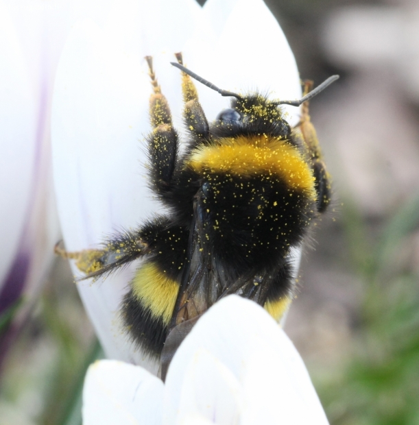 Buff-tailed bumblebee - Bombus terrestris | Fotografijos autorius : Vytautas Tamutis | © Macrogamta.lt | Šis tinklapis priklauso bendruomenei kuri domisi makro fotografija ir fotografuoja gyvąjį makro pasaulį.