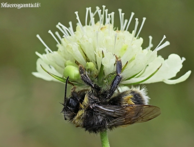 Buff-tailed bumblebee - Bombus terrestris | Fotografijos autorius : Armandas Ka | © Macronature.eu | Macro photography web site